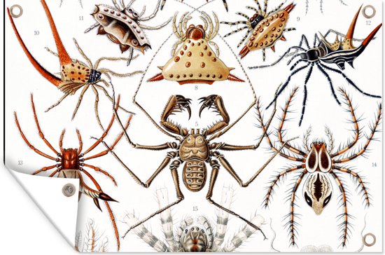 Tuin - Retro - Spin- Tuindecoratie - Insecten - Ernst Haeckel - Dieren - Kunst - Tuinposter - 60x40 cm - Schuttingposter - Tuindoek - Buitenposter