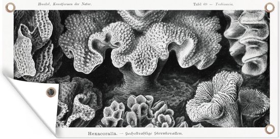 Tuinposter - Koraal - Kunst - Vintage - Tuin - Ernst Haeckel - 60x30 cm - Tuindoek - Tuindecoratie