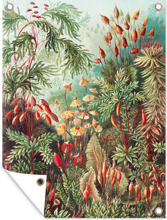 Tuin - Tuinposter - Bloemen - Kunst - Vintage - Planten - Ernst Haeckel - 60x80 cm - Muurdecoratie - Tuinschilderij - Tuindoek - Buitenposter
