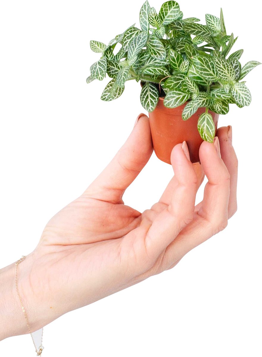 PLNTS - Baby Fittonia Verschaffeltii (Mozaiekplant) - Kamerplant - Stekplantje 2 cm- Hoogte 10 cm