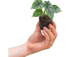 PLNTS - Baby Alocasia Dragon Scale (Olifantsoor) - Kamerplant Baginda - Stekplantje 2 cm - Hoogte 20 cm