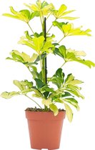 PLNTS - Schefflera Melanie (Vingersboom) - Kamerplant - Kweekpot 13 cm - Hoogte 40 cm