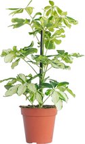 PLNTS - Schefflera Charlotte (Vingersboom) - Kamerplant - Kweekpot 13 cm - Hoogte 40 cm