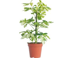 PLNTS - Schefflera Charlotte (Vingersboom) - Kamerplant - Kweekpot 13 cm - Hoogte 40 cm