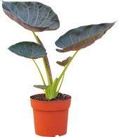 PLNTS - Alocasia Regal Shield (Olifantsoor) - Kamerplant - Kweekpot 17 cm - Hoogte 55 cm