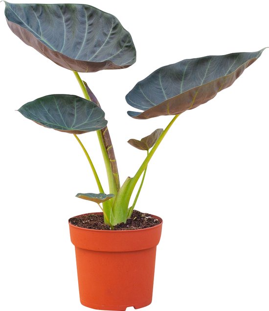 FLORASELF Olifantsoor Alocasia Zebrina potmaat 21 cm H 80-100 cm kopen
