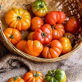 Tomaten zaden - Vleestomaat Costoluto Fiorentino