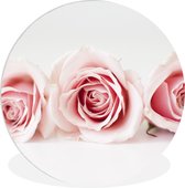WallCircle - Wandcirkel ⌀ 60 - Studioshot van drie roze rozen naast elkaar - Ronde schilderijen woonkamer - Wandbord rond - Muurdecoratie cirkel - Kamer decoratie binnen - Wanddecoratie muurcirkel - Woonaccessoires