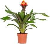 Guzmania Crown – Kokerplant – Kamerplant – Onderhoudsvriendelijk – ⌀12 cm – 40-50 cm
