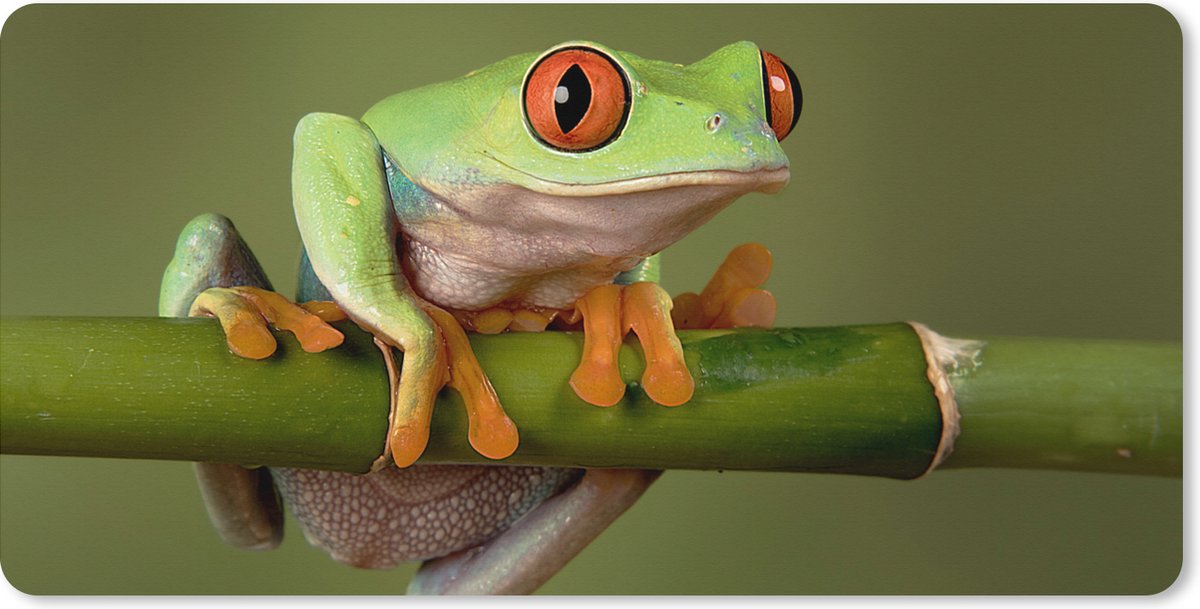 Muismat XXL 120x60 cm - Bureau onderlegger - Bureau mat Kikker - Groen - Tak - Bureaumat - Gaming mousepad xl - Bureaulegger groot - Computer deskmat