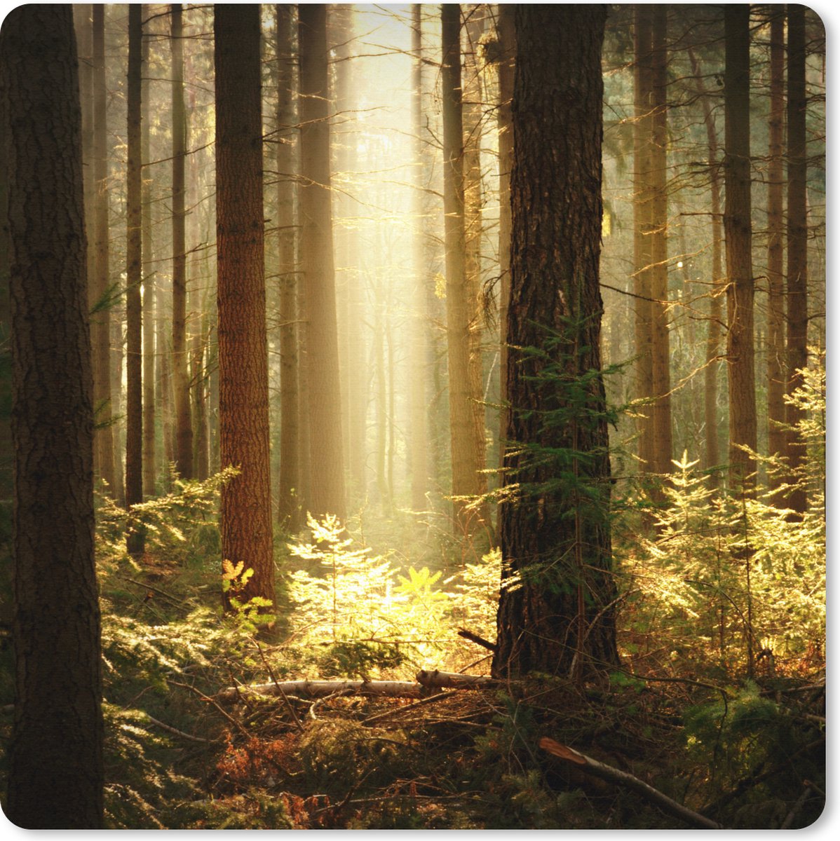 Muismat XXL 40x40 cm - Bureau onderlegger - Bureau mat Bos - Bomen - Zon - Bureaumat - Gaming mousepad xl - Bureaulegger groot - Computer deskmat
