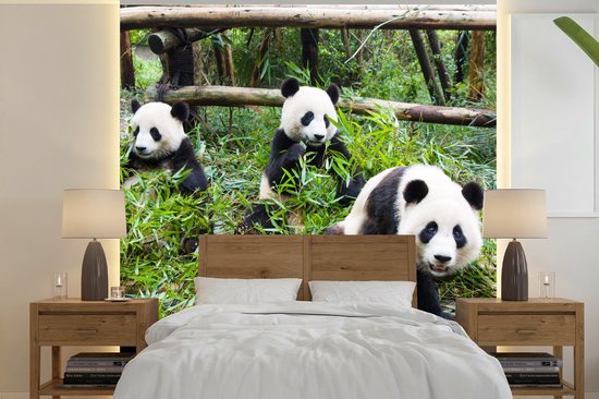 Papier Peint - Papier peint photo Pandas - Bamboe - Feuilles - Largeur 240 cm x Hauteur 240 cm