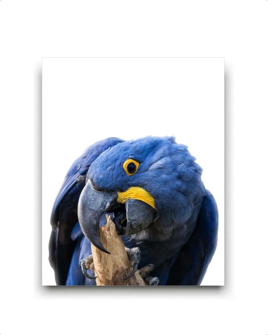 Schilderij  Blauwe papagaai / Jungle / Safari / 50x40cm