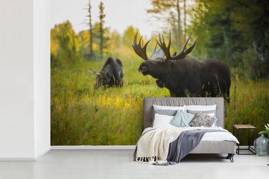 Papier peint Papier peint photo en vinyle - Moose in nature in Wyoming largeur 390 cm x hauteur 260 cm - Tirage photo sur papier peint (disponible en 7 tailles)