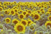 Schilderij - Veld vol zonnebloemen, digitale kunst. Geel, groen, 3 maten , Wanddecoratie