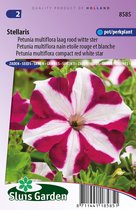 Sluis Garden - Petunia Stellaris