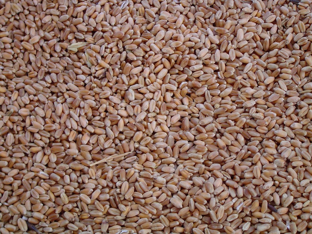 Tarwe - Partikel - 20KG | Voor dieren