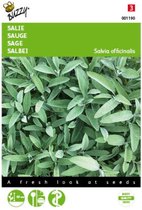 2 stuks Salie ( Salvia officinalis)