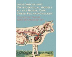 Anatomical and Physiological Models of the Horse, Cow, Sheep, Pig and Chicken - Colored to Nature - With Explanatory Key
