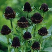 3 x Rudbeckia Occidentalis 'Black Beauty' - Zonnehoed pot 9x9cm - Diepzwarte bloemen
