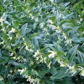 Sarcococca Confusa - Vleesbes 20-25 cm in pot