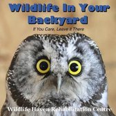 Wildlife in Your Backyard