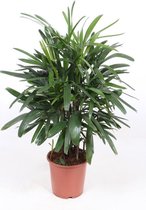 Kamerplant van Botanicly – Bamboepalm – Hoogte: 115 cm – Rhapis Excelsa