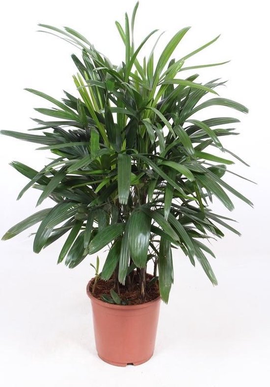 Kamerplant van Botanicly – Bamboepalm – Hoogte: 110 cm – Rhapis Excelsa