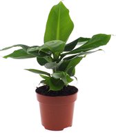 Kamerplant van Botanicly – Bananen plant – Hoogte: 40 cm – Musa Tropicana