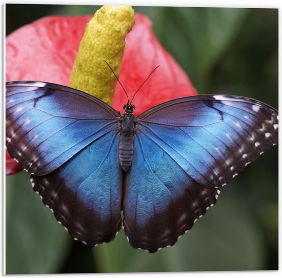 Forex - Zwarte Vlinder op Bloem - 50x50cm Foto op Forex