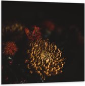 Dibond - Oranje Bloem  - 100x100cm Foto op Aluminium (Wanddecoratie van metaal)