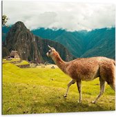 Dibond - Alpaca wandelend langs Menigte  - 100x100cm Foto op Aluminium (Wanddecoratie van metaal)