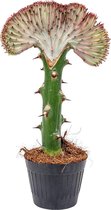 Euphorbia Lactea 'Cristata' | Cactus per stuk - Kamerplant in kwekerspot ⌀11 cm - ↕30 cm