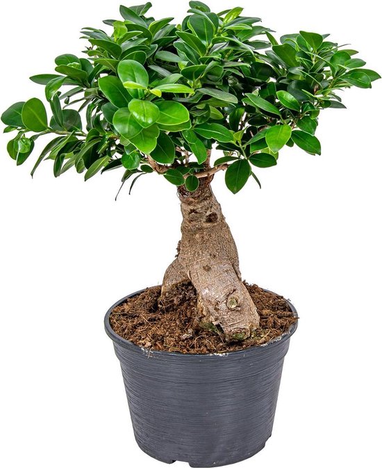 Bonsai boompje Ficus 'Ginseng' per stuk Kamerplant in kwekerspot