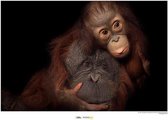 Komar Bornean Orangutan Kunstdruk 40x30cm Poster - 40x30cm