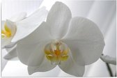 Schilderij Witte Orchidee, 2 maten, wit-geel