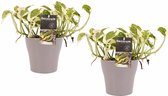 Duo Scindapsus N'joy met potten Anna Taupe