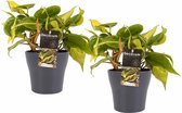 Duo Philodendron Brazil met potten Anna Grey