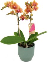 Orchidee van Botanicly – Vlinder orchidee in groen keramiek pot 'Eline' als set – Hoogte: 50 cm, 2 takken – Phalaenopsis Multiflora Grazia
