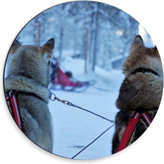 Dibond Wandcirkel - Husky's in de Sneeuw - Foto op Aluminium Wandcirkel (met ophangsysteem)