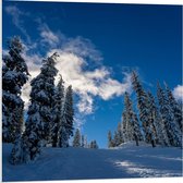 Forex - Blauwe Lucht met Besneeuwde Bomen - 80x80cm Foto op Forex
