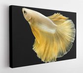 Close up Siamese fighting fish betta splendens (Halfmoon gold dragon betta ) isolated on black background. long fins and tail. action fish splendens with clipping path.  - Modern A