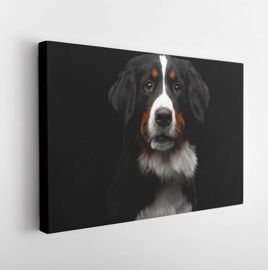 Close-up portrait of Bernese Mountain Dog Curious looking in camera on isolated black background  - Modern Art Canvas  - Horizontal - 636913942 - 50*40 Horizontal