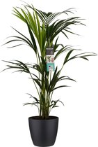 Hellogreen Kamerplant - Kentia Palm - 100 cm - Elho Brussels zwart