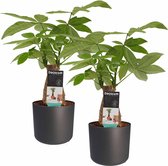 Hellogreen Kamerplant - Set van 2 - Pachira Aquatica - Watercacao - 45 cm - Elho B.For Soft antraciet