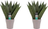 Hellogreen Kamerplant - Set van 2 - Sanseveria Zeylanica - 35 cm - Anna Keramiek taupe