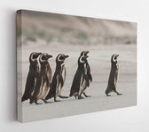Magellanic penguins heading out to sea for fishing on a sandy beach in Falkland islands  - Modern Art Canvas - Horizontal - 270736583 - 115*75 Horizontal