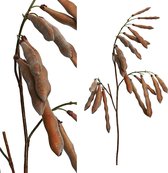 PTMD  leaves plant bruin peulvrucht tak