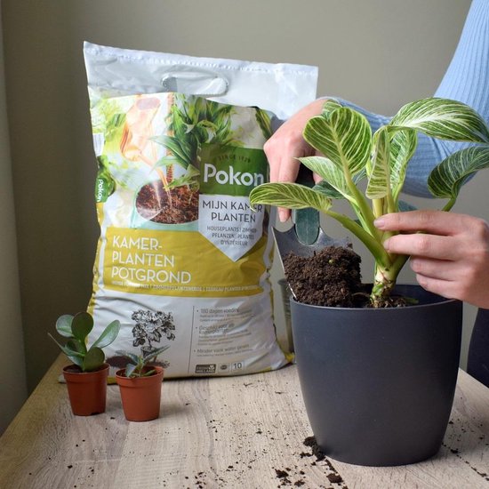 Een persoon plant een kamerplant in een grijze pot met Pokon kamerplant potgrond.