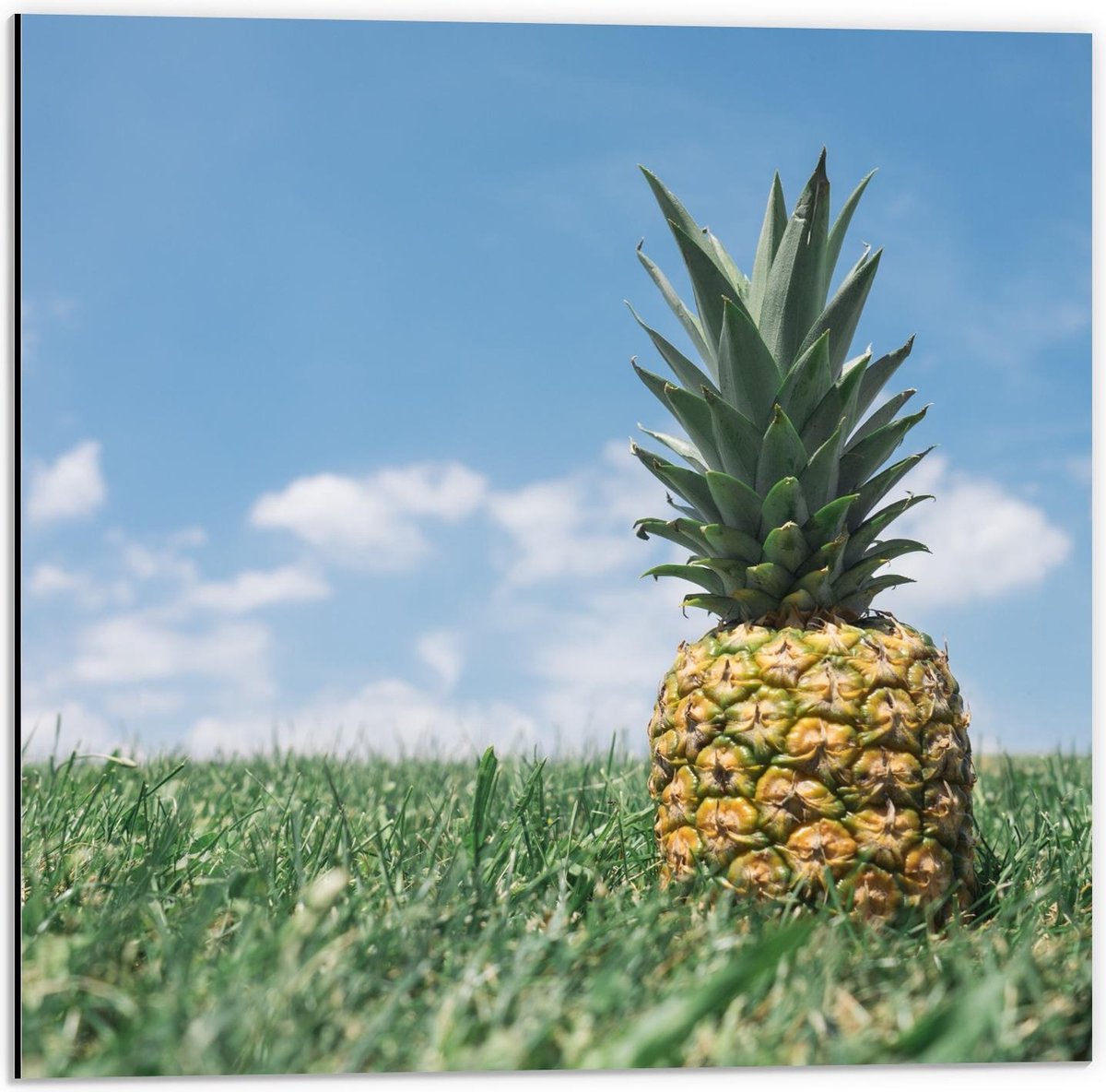 Dibond - Ananas in Groen Gras/Weiland met Blauwe Lucht - 50x50cm Foto op Aluminium (Wanddecoratie van metaal)
